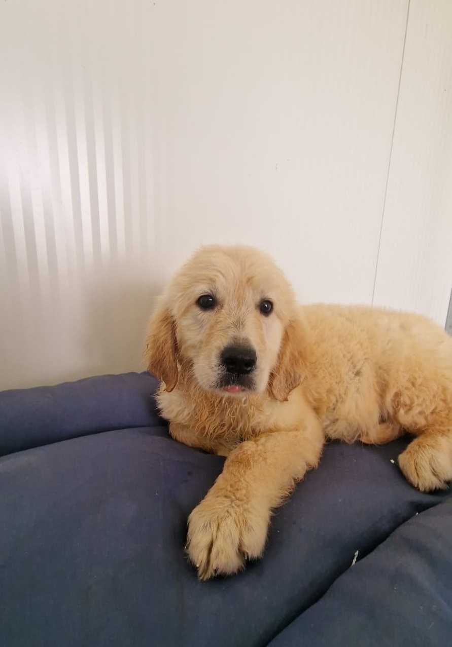 Golden Retriever com LOP