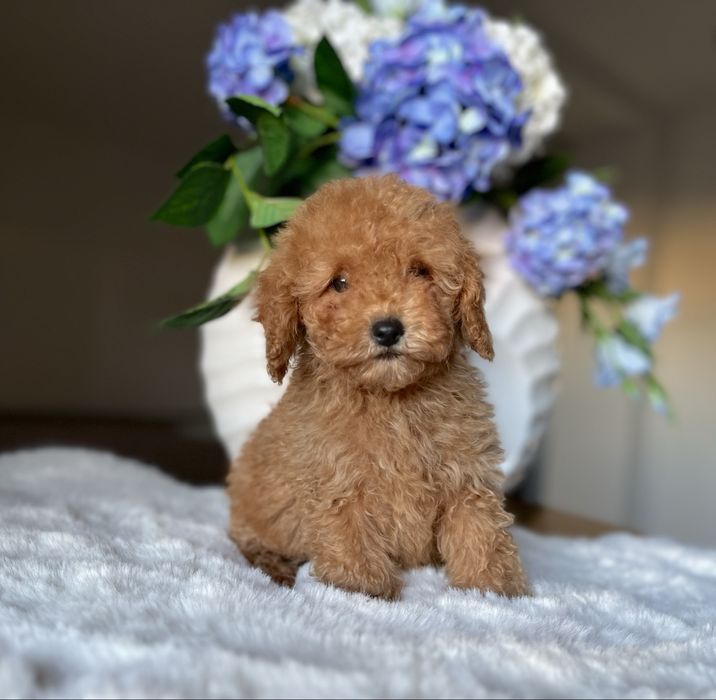 Pudel toy mini chłopiec