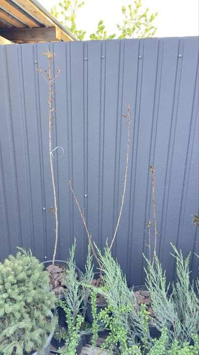 Туя смарагд західна,ялівці різного виду,магнолія,сакура,ялина,гортензі