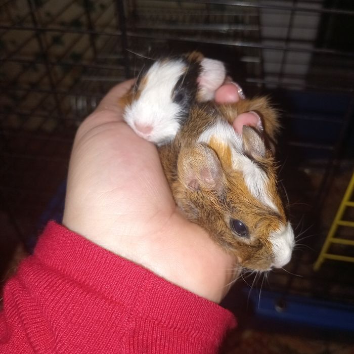 Морські свинки найкращі  домашні пухнастики,морские свинки