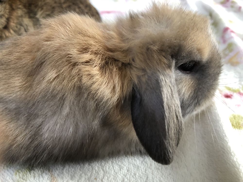 Кролик декоративний, чистокровний NHD, Mini Lop