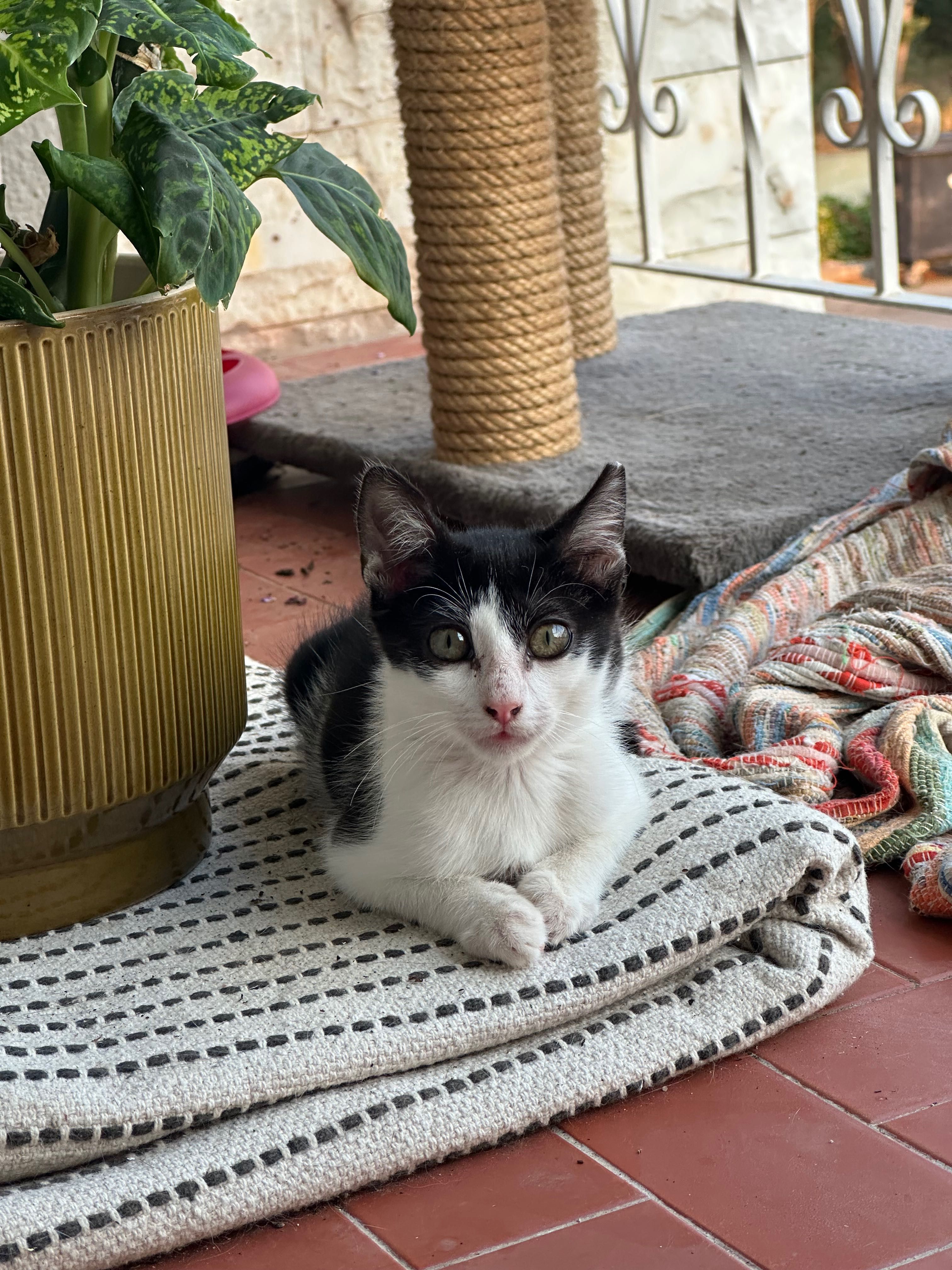 Gatinha para doar