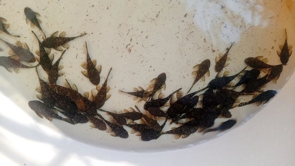 Zbrojniki niebieskie młode 4,5–6 cm – po L144, zdrowe i zadbane