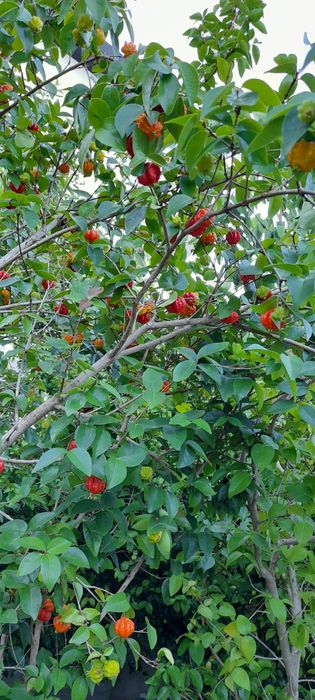 Arbusto de fruta pitanga
