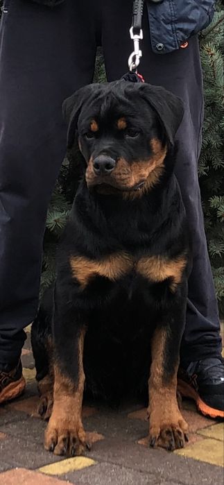 Мама папа чемпіони