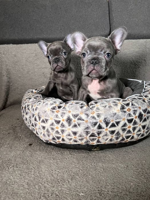 Мини барбосы, голубые французские бульдоги