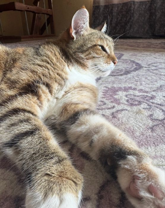 Потерялась кошка!