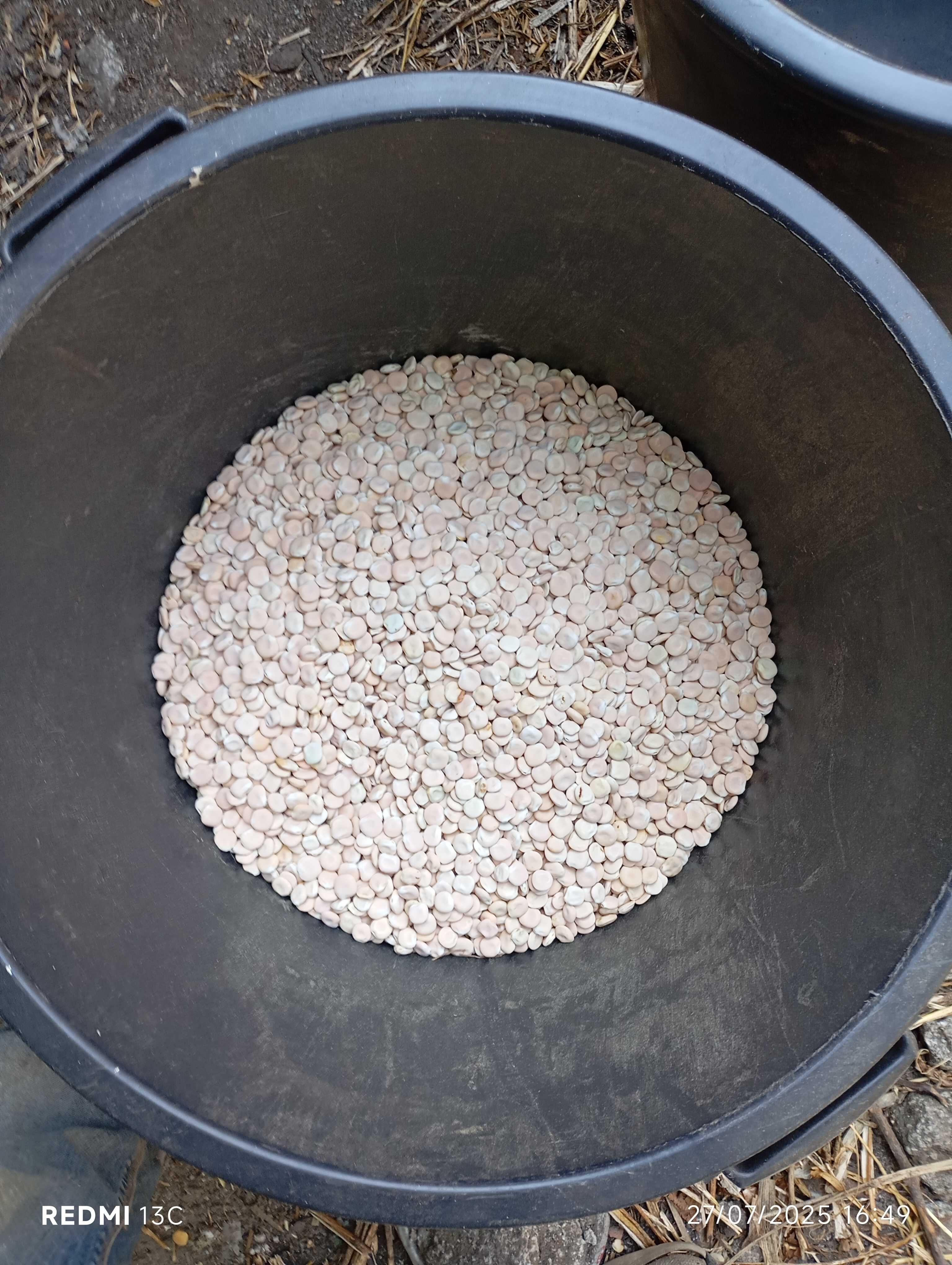 Para quem quer vender os tremoços prontos para revenda são muito bons!