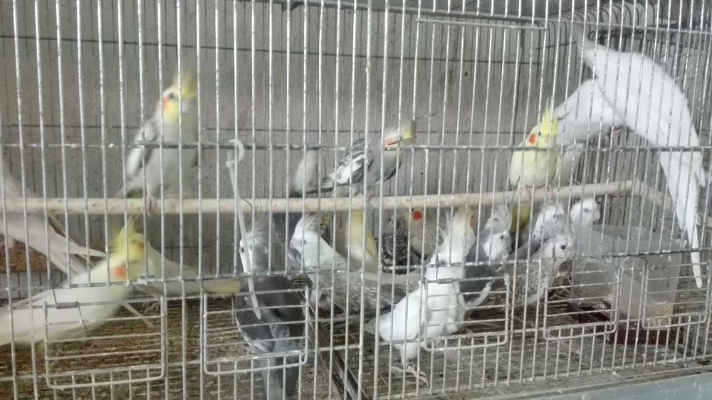 Vendo caturras  cinzentas