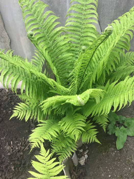 Садові квіти садовые цветы недорого хвоста юка іриси мята меліса і т.д