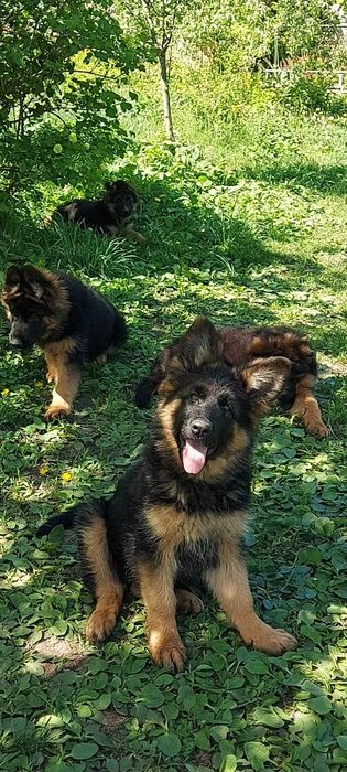 Єлітні цуценята німецької вівчарки.