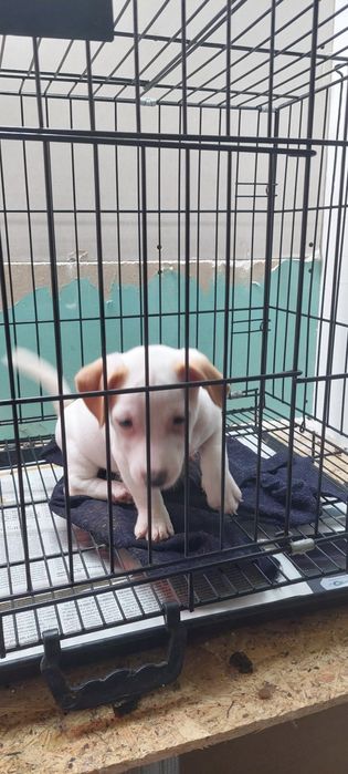Menina jack russel terrier so hoje