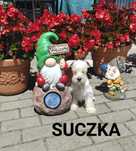 Sznaucer Miniaturowy - suka