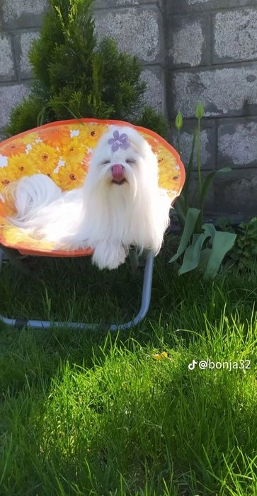 В'язка  мальтезе