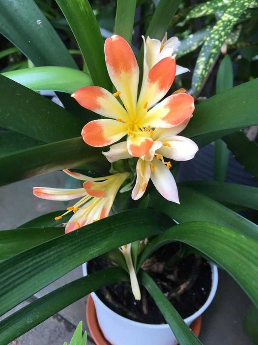 Kliwia z domowej uprawy