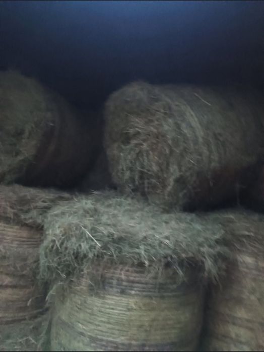 Siano 2025 – bele z nowej belarki, dobrze dobite!