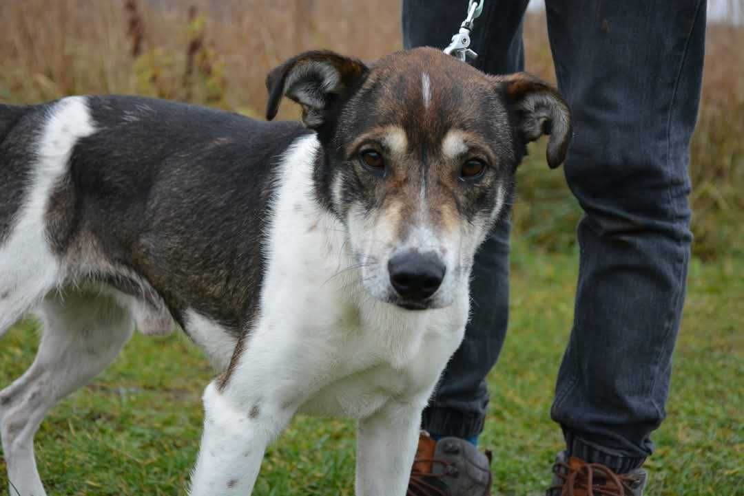 Smart śliczny, mądry pies szuka domu ADOPCJA