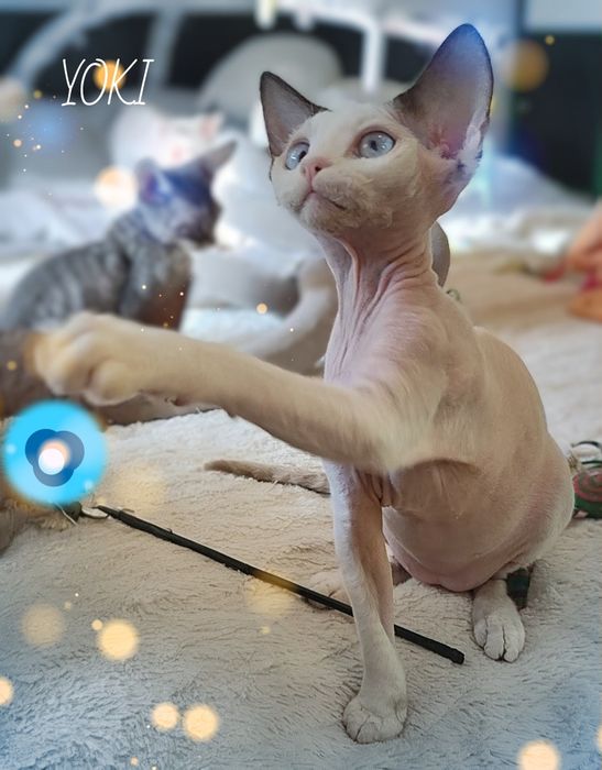 Devon rex Yoki z oczami jak morze