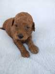 Mini Golden Doodle f1b