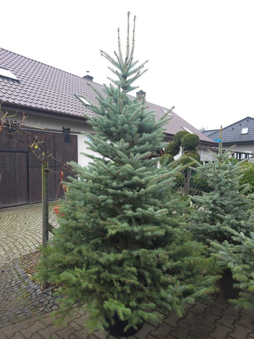 Choinki w doniczkach i cięte