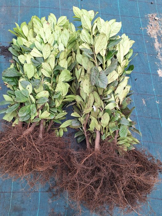 Trzmielina na pniu szkółka roślin w luszowicach zaprasza