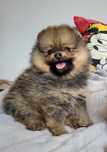 Pomeranian boo, szpic miniaturowy suczka 600gr