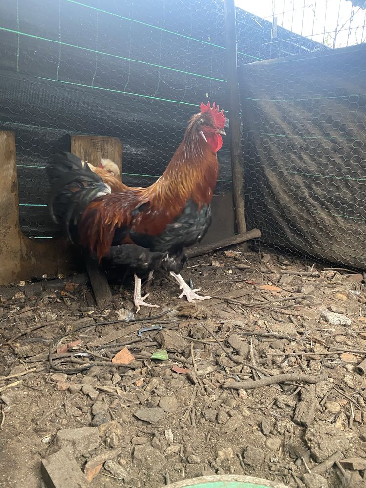 Sulmtaler ovos incubaçao - galinha maran, araucana, faverolles