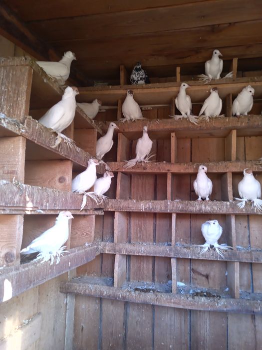 Golebie ozdobne bociany  dryjery