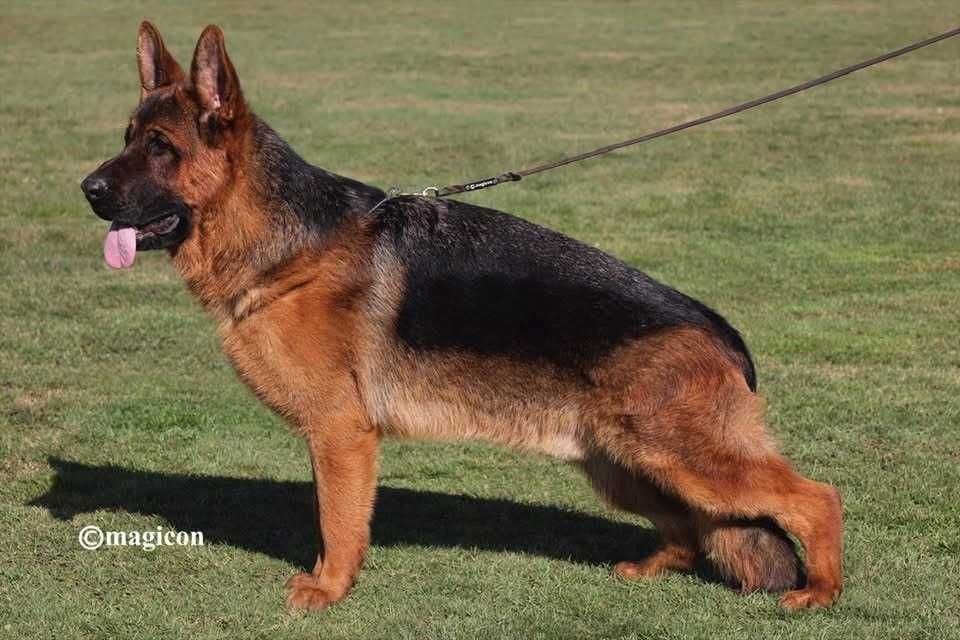 Cachorro Pastor Alemão