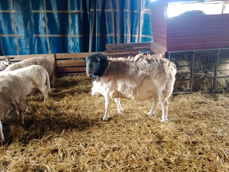 Sprzedam tryka dorper