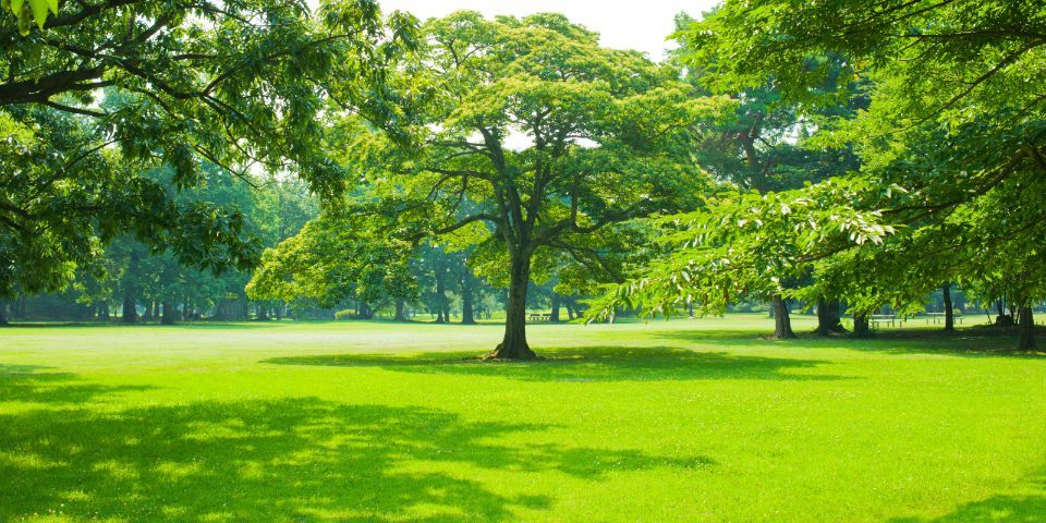 Trawa Samozagęszczająca Uniwersalna Barenbrug Rpr Lawn 5 kg