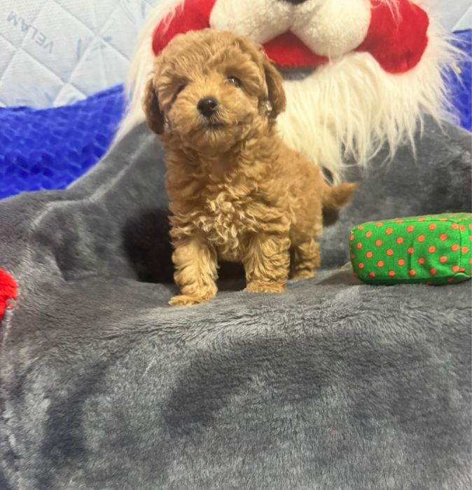 Маленький мачо мальтіпу Ф2 хлопчик