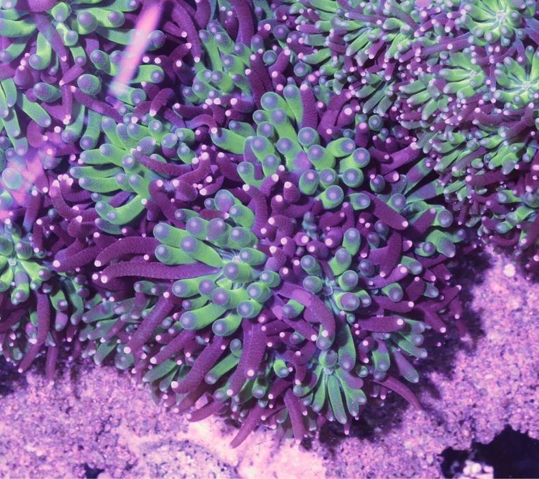 Koralowiec Lps Galaxea Metalic Green WYSYŁKA FLUOLAMPS.PL