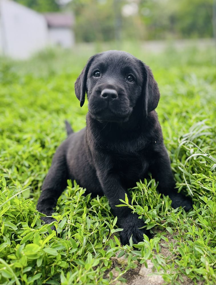 Labrador Retriever piesek ZKwP/FCI