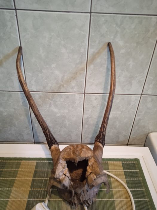 Poroże zrzut jelenia szpicak łosia parostki