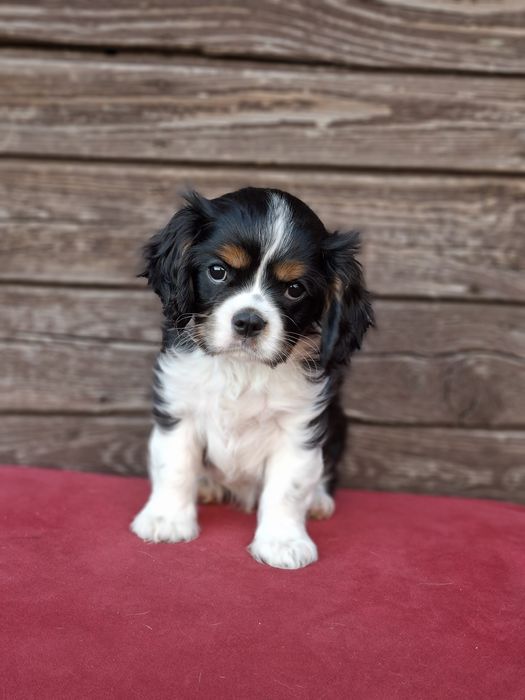Cavalier King Charles Spaniel Hodowla Randia Polonia FCI