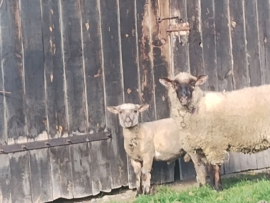 Sprzedam owce zakoconą z baranem