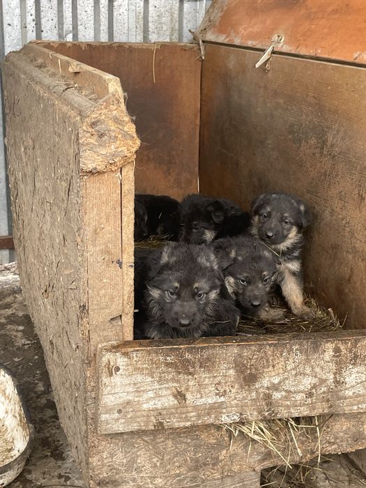 Цуценята німецької вівчарки