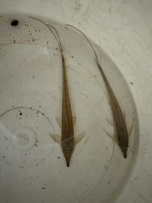 Sturisoma aureum