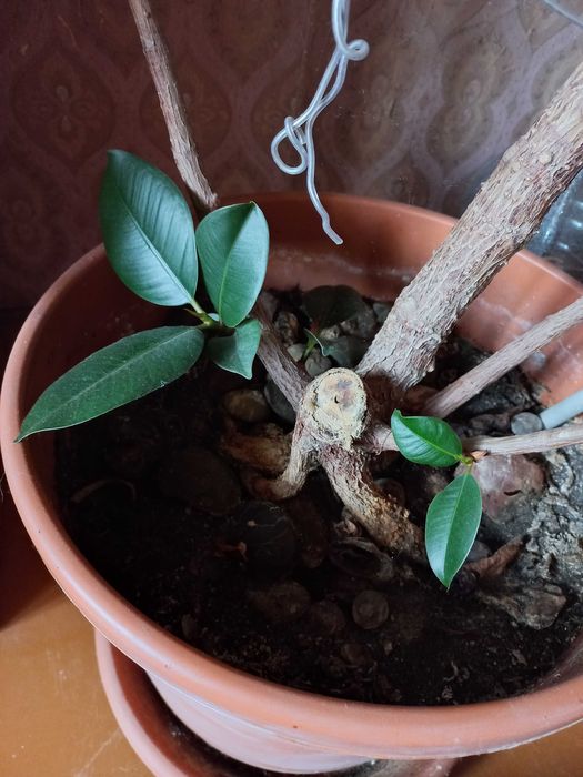 Фікус,  Драцена. Разом 300грн