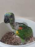 Papagaio Amazona xanthopteryx