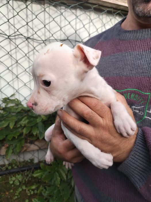 Menino branco  boxer x