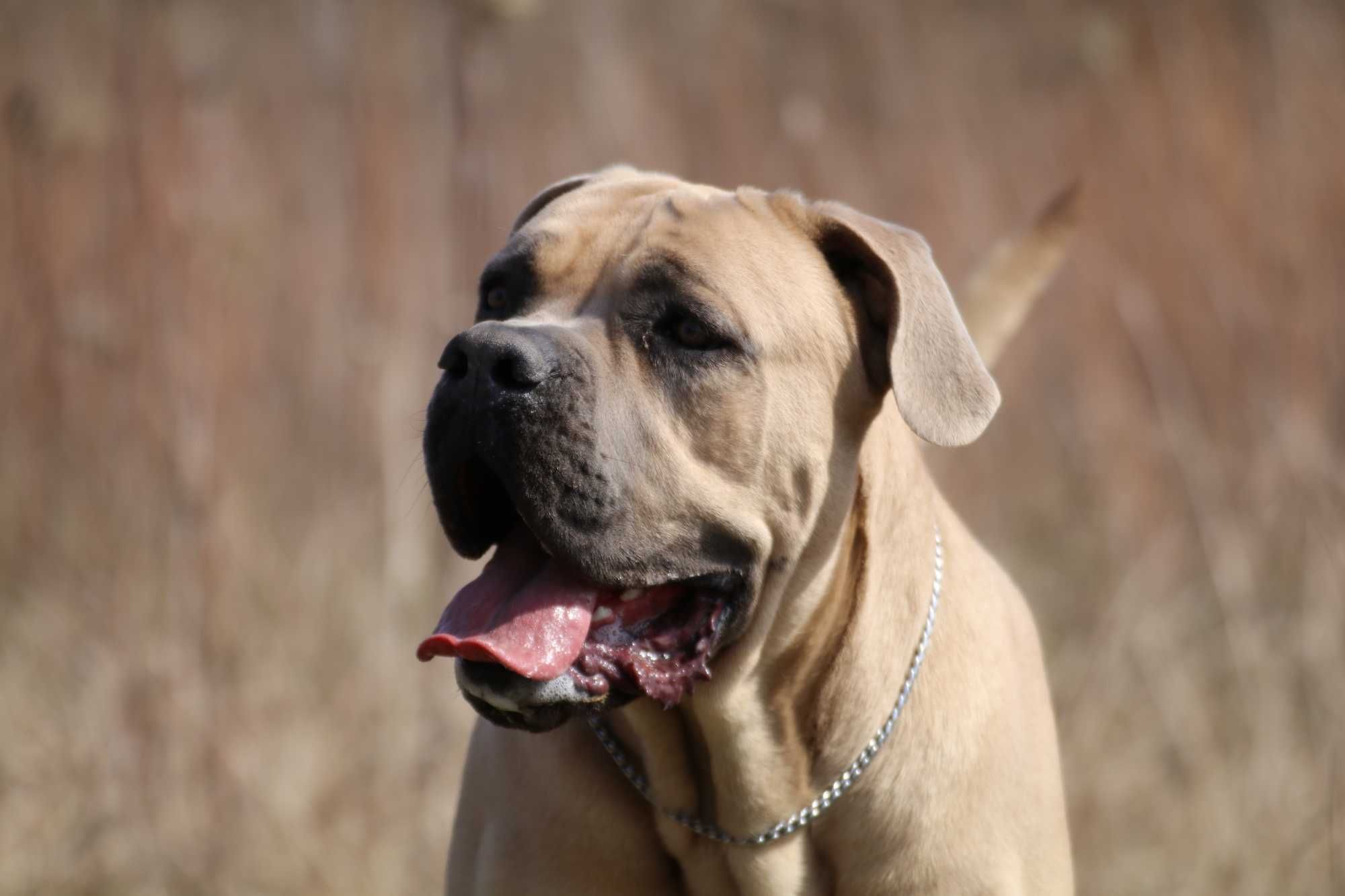 Cane Corso samiec