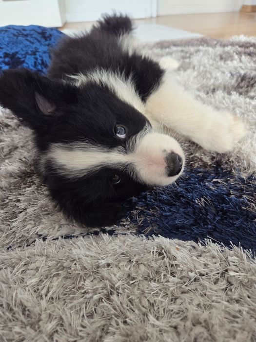 Border Collie – szczeniak BlueSky Collies (rodowód)