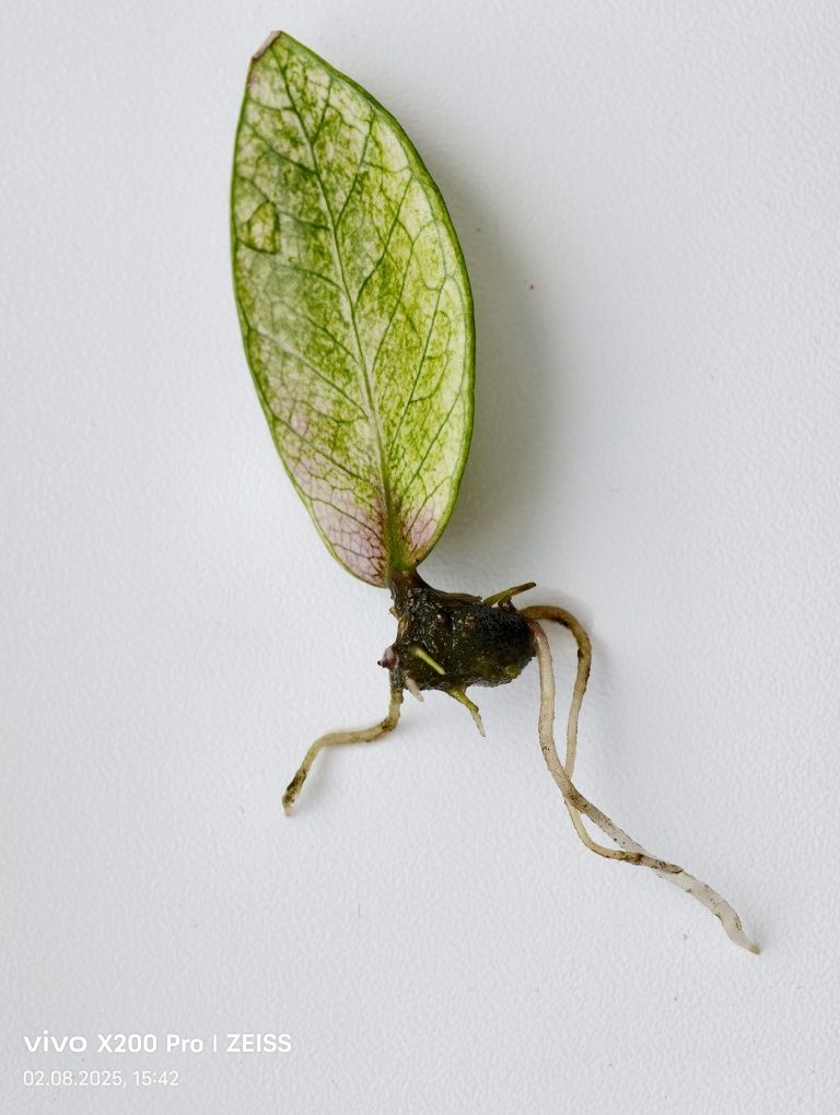 Zamioculcas chameleon