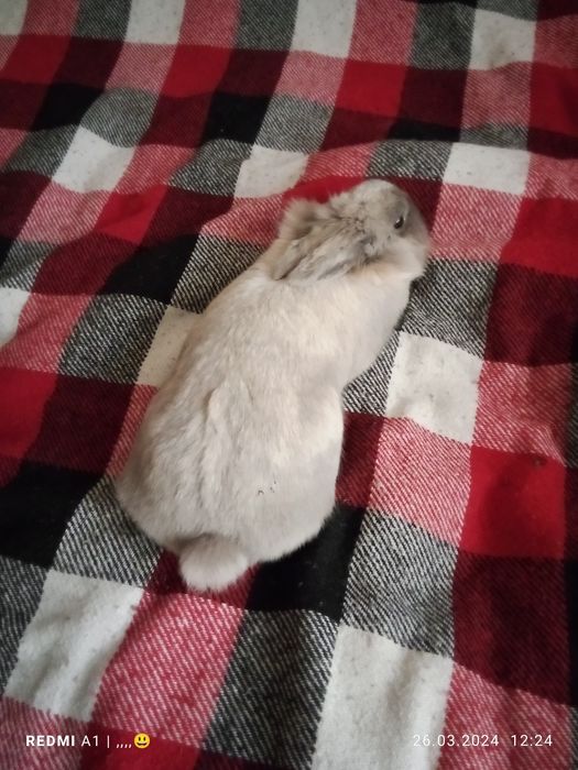 Продам Кролика декоративного милый и пушистый 6 месяцев не дорого цена