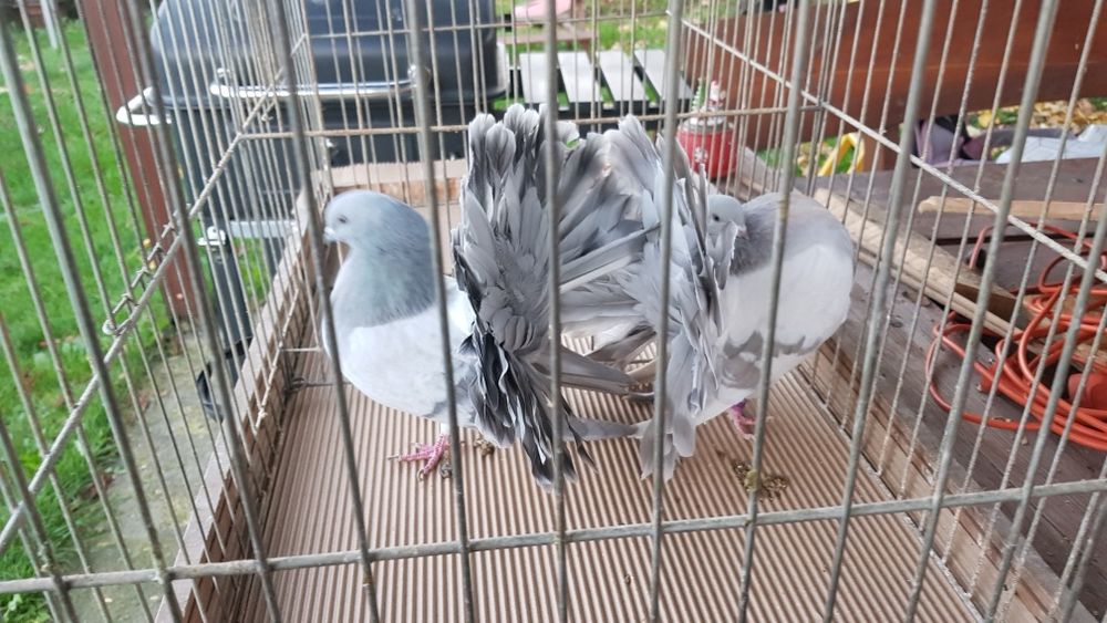 Gołębie Pawiki srebrne para