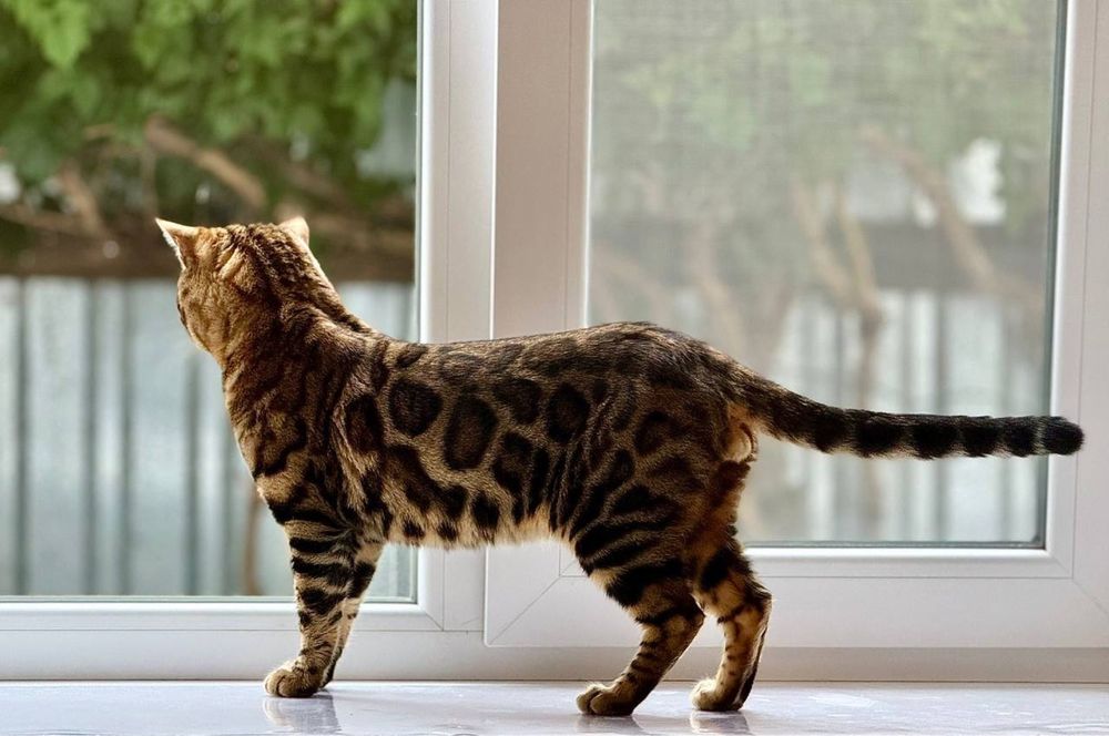 Бенгальські кошенята від батькіа з родословною.