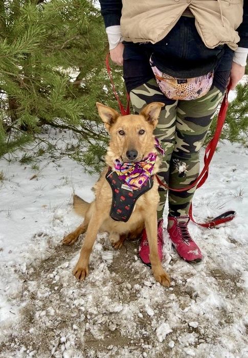 Vigo - znaleziony ze sznurkiem od snopowiązałki na szyi do adopcji