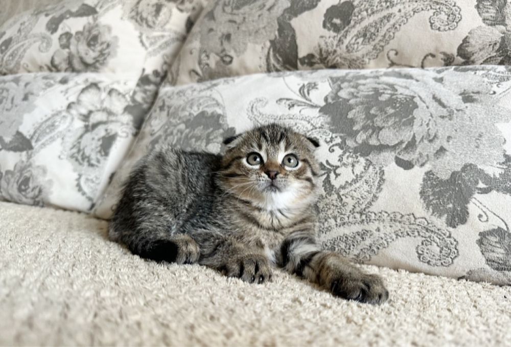 Бусинки Шикарные в Киеве